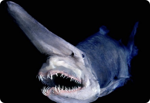 Тихоокеанская акула-гоблин в Черном море